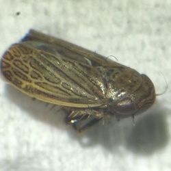 Euscelis incisus